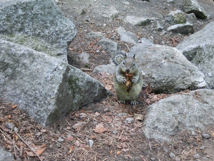 優勝美地 美國舊金山國家公園