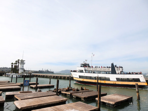 舊金山漁人碼頭 Pier 39 海獅