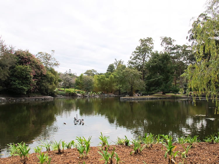 澳洲庫薩山 Mount Coot-tha