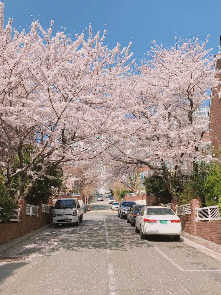 釜山自由行 迎月路 櫻花