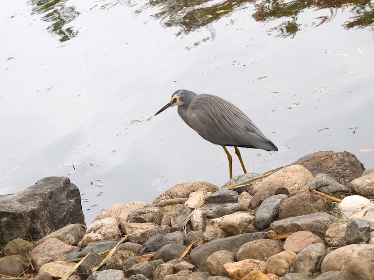 澳洲庫薩山 Mount Coot-tha